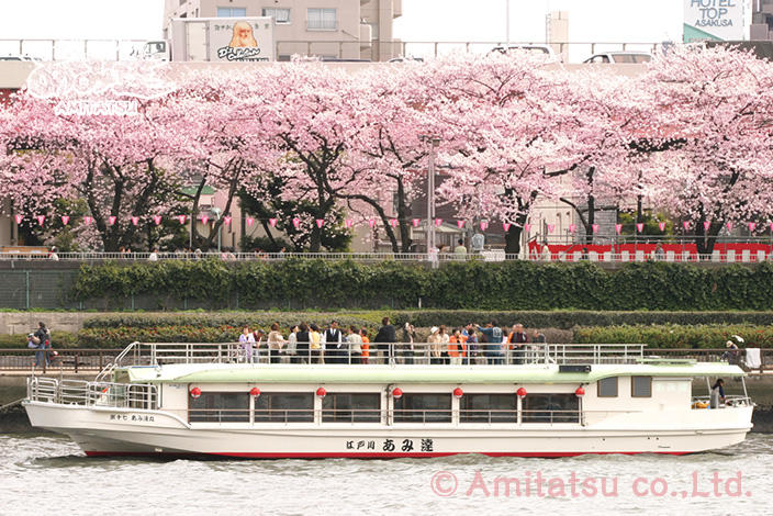 デッキから眺める隅田川の桜