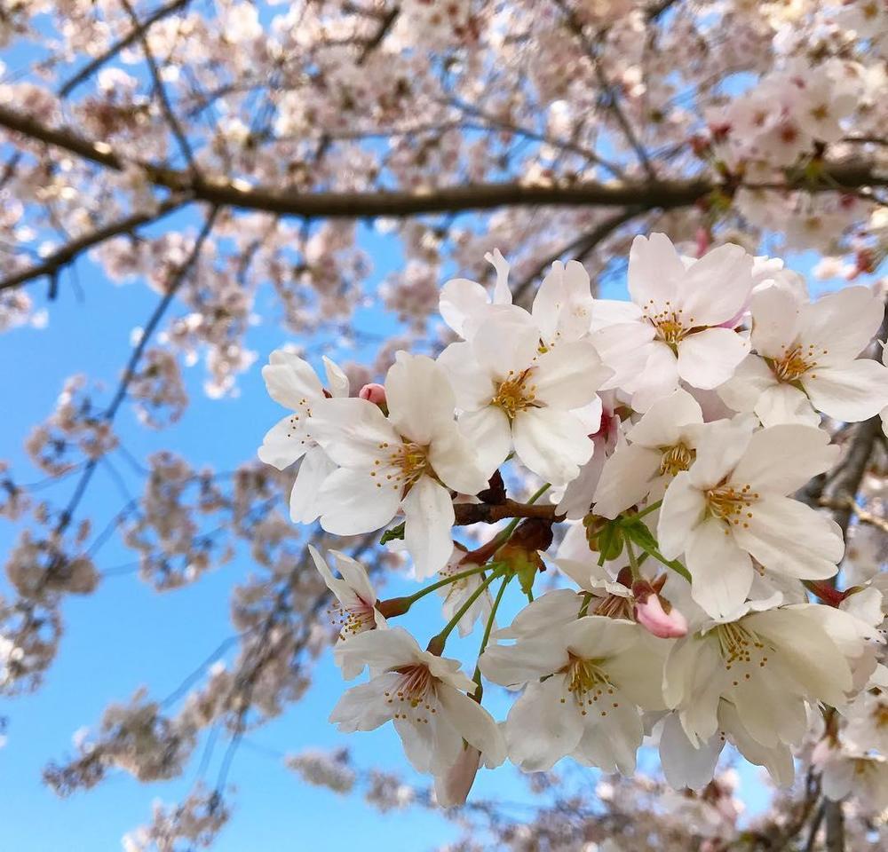 桜の花 屋形船の船宿あみ達 東京浅草スカイツリー お台場遊覧