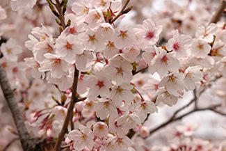 cherry blossom someiyoshino