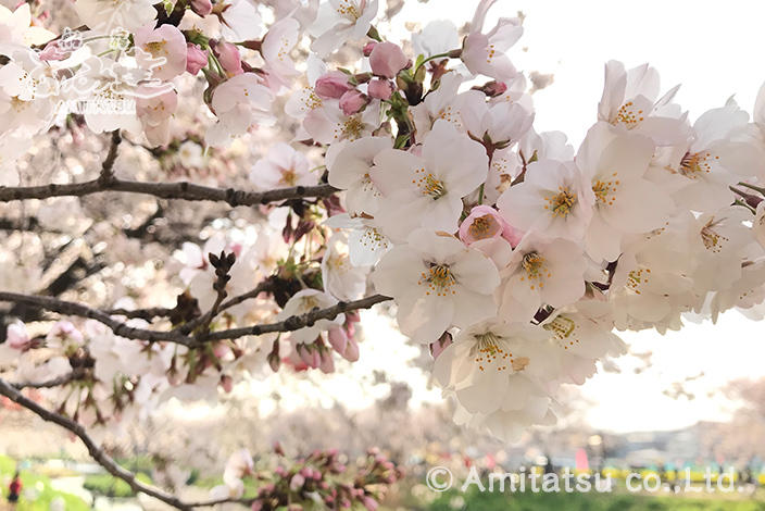 隅田川堤防の桜並木