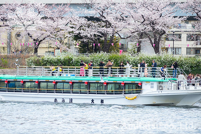 We also have a noon cherry-blossom viewing tour