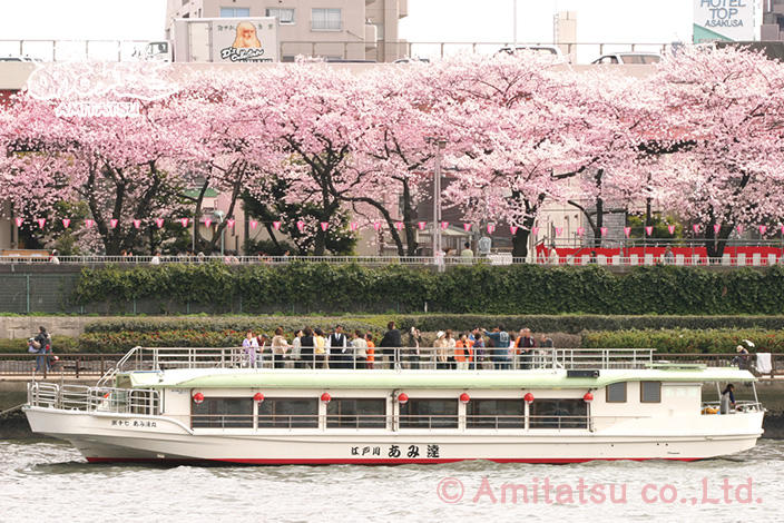 デッキから眺める隅田川の桜